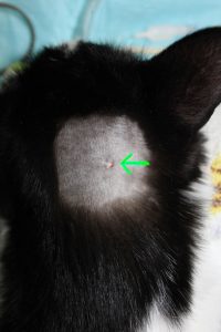 猫の腫瘍